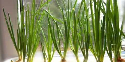 Kako uzgajati zeleni luk bez zemlje